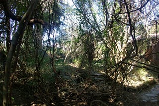 Una reserva natural en casa