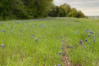 Unforeseen threat to the Texas Bluebonnet