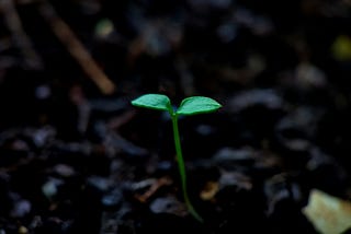 The best time to plant a tree