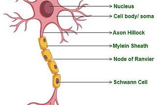 ACTIVATION FUNCTION IN NEURON