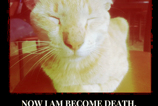 purrfect