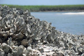 Making things stick: Nature schools engineers in adhesion