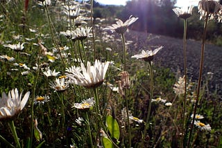 The damage done by “invasives” — the word, not the plants