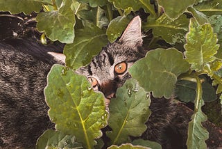 Administering Medication to a Cat…