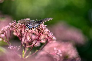 10 Butterflies in a 1,000 miles