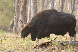 Musings of a Naturalist — the lesser-known star of Kabini
