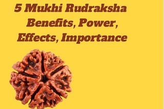 5 Mukhi Rudraksha