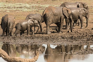 Learn about Waza National Park and other wildlife reserves in Cameroon.