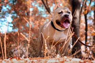 You’re Probably Wrong About Pitbulls