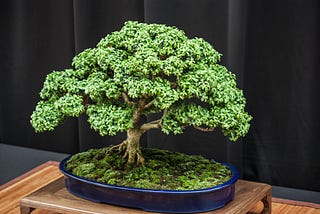 How to Make a Perfect Bonsai Tree: A Step-by-Step Guide
