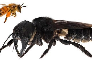 No-one’s Ark: Wallace’s Giant Bee