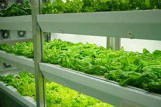 CALCULATING THE CARBON FOOTPRINT OF VERTICAL FARMING AND TRADITIONAL FARMING