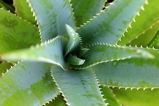 The Amazing Aloe