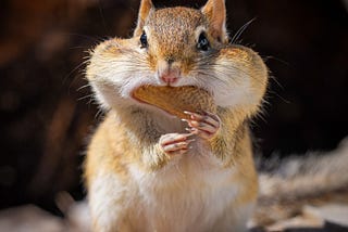 Chipmunk eating a peanut.