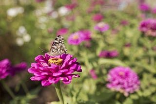 A grey moth sitting on a pink flower with other pink flowers in the background