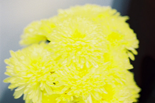 Image of yellow carnations in a vase, used to illustrate post.