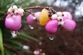 Autumnal Berries: A Hai