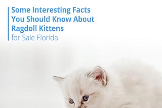 Some Interesting Facts You Should Know About Ragdoll Kittens for Sale  Florida, by AmourToujours Ragdolls