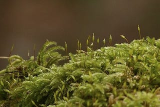 photograph shows moss with fruiting bodies perhaps on a forest floor. The background is dark and blurred