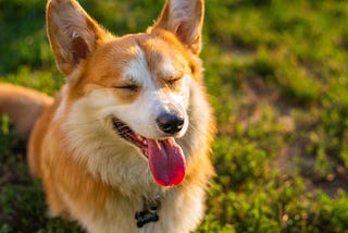 corgi dog with tongue out in the sun on grass