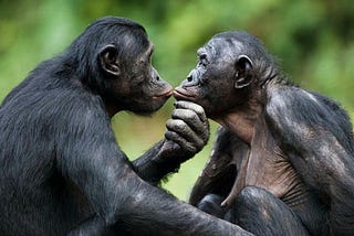 Bonobos: The Biggest Swingers in the Jungle