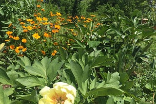 Yellow Peony 💛