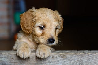 Pets Are Every Child’s Best Friend.