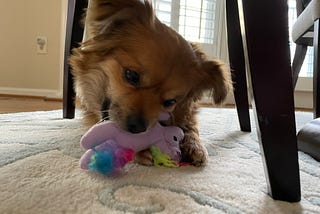 On Pet Loss: How Will I Know If I Am Ready To Adopt Again?