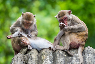 How Writers Can Learn a Thing or Two from Monkeys