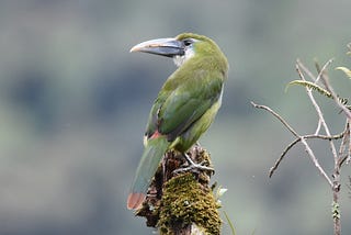 Peru — Manu National Park