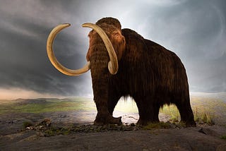 The Tragic End of the Woolly Mammoth