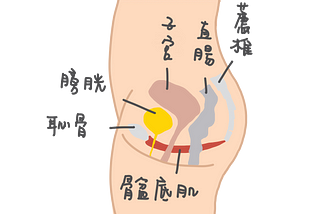 夾臀抬屁股不等於凱格爾運動