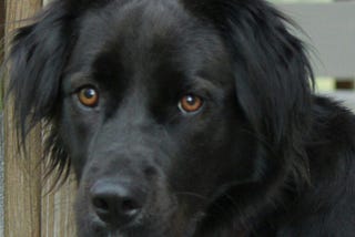 The head shot of a black dog with brown eyes looking into the camera.