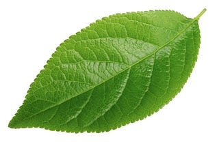 Leaf