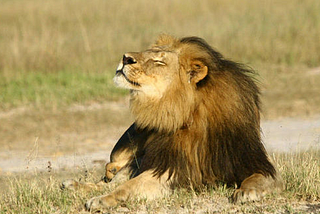 RIP Cecil the lion; a pox on you Walter Palmer