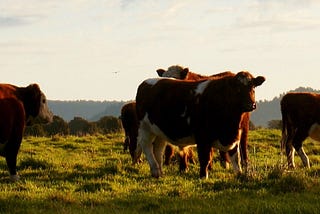 Moving from Servers as Pets to Cattle Part 1