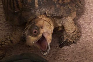 Box turtle with mouth wide open, ready to bite the toe of a black shoe