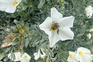 Bee inside of white flower