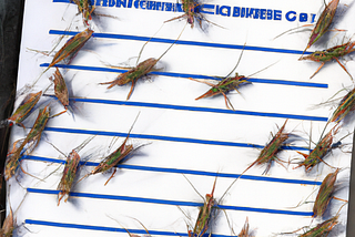CVs and Crickets: My Encounter with a Forgetful Recruiter