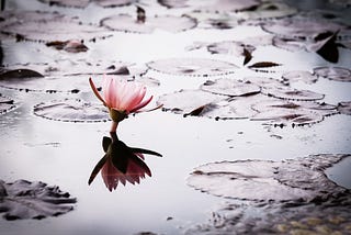the lotus child