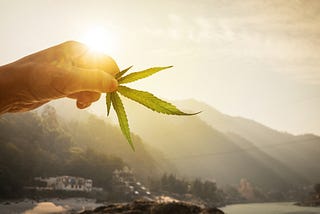 The Right Insurance for Cannabis Businesses