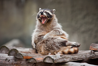 The Sounds of Raccoons: Identifying Their Vocalizations