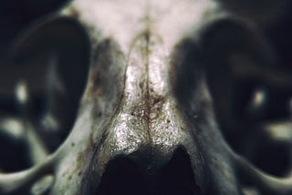 An Encounter With El Chupacabra