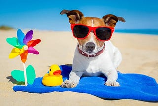 Everything You Need to Know About Dog Summer Vacation Safety