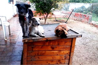 Luna’s Quest For Forever Love: A Story of Healing and Redemption