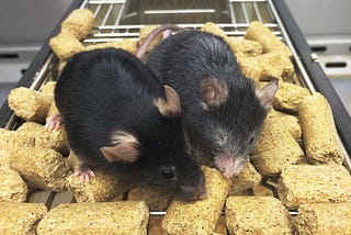 Young Again: A Breakthrough New Mechanism for Rejuvenating Human Cells