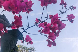 On Serendipity: The Magic Of Bougainvilleas