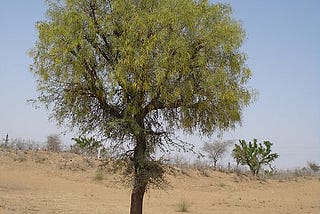 Forty years of fighting desertification: The Banyan shade amongst the Khejri