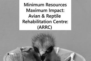 Heart of Conservation Podcast cover of Ep#27 part 1 . A rescued Black kite fledgling at the wildlife rehab centre photographed with permission by the author. Text: Minimum Resources, Maximum Impact: Avian & Reptile Rehabilitation Centre (ARRC).