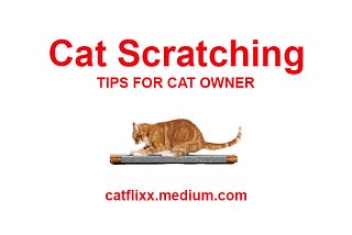 Cat Scratching | Tips For CatOwner